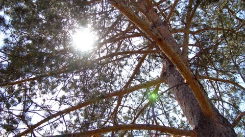 HD Time lapse of pine tree branches and moving sun 库存影片 914563