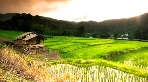Hd Time Lapse  Rice Field Hut Sunset Zoom out Stock Footage 40540754