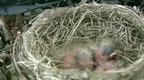 HD tiny robin chicks in nest Stock Footage 157510