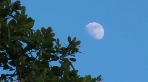HD Tree and Daylight Moon Stock Footage 1042142