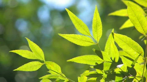 HD Tree branch with backlit green leaves, closeup  Stock-Footage 611509