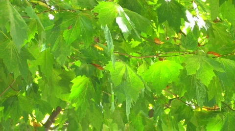 HD Tree branch with backlit green leaves and sunbeams Video stock 611641
