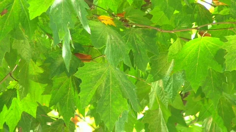 HD Tree branch with backlit green leaves, closeup  Stock Footage 611646