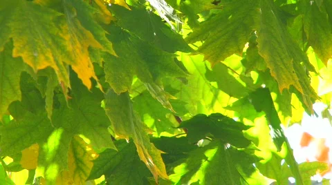 HD Tree branch with backlit green leaves, closeup  Stock Footage 611719