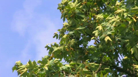 HD Tree moving from the storm on sky background Stock Footage 598361