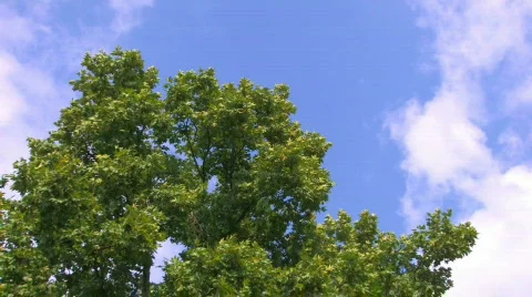 HD Tree moving from the storm on sky background Stock-Footage 598366
