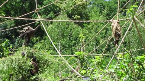 HD: Tufted Capuchin “Einstein” Monkeys Stock Footage 7906100