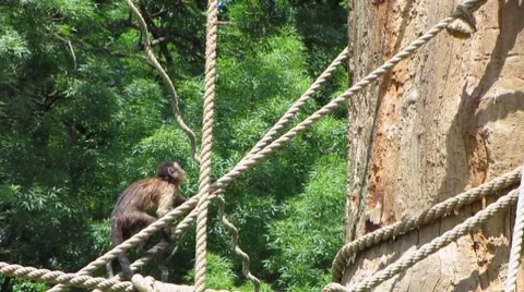 HD: Tufted Capuchin Monkey - 3 shots Stock Footage 7906077