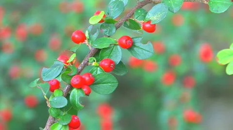 HD Twig with bright red berries Stock Footage 598374