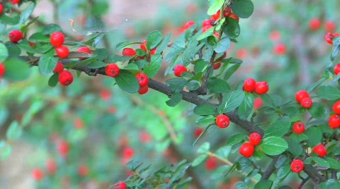 HD Twig with bright red berries Stock Footage 598375
