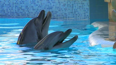 HD Two dolfins playing in the water, closeup Stock Footage 595716