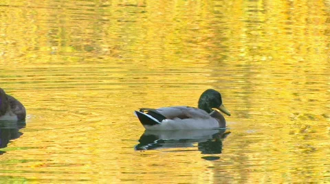 HD Two ducks cleaning feathers in gold rippled water Stock Footage 598240