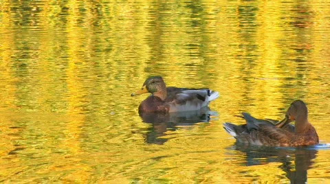 HD Two ducks cleaning feathers in gold rippled water Video stock 598249