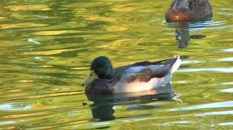 HD Two ducks cleaning feathers in gold rippled water, closeup Stock Footage 598258