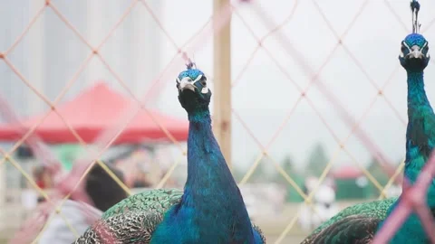 HD of the two grayish blue Pavos in the zoo Stock Footage 221327447