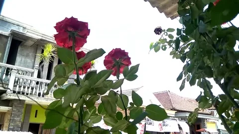 Hd two roses swaying in the wind Video stock 213570391
