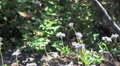 HD ultra slo mo monarch butterfly departs and fights breeze HD 동영상