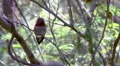 HD ultra slo mo red head hummingbird takes off from branch HD 동영상