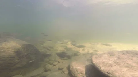 HD Underwater group of fish in the river. Slow footage Stock Footage 40788626
