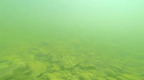 HD Underwater of Group of fish in the river Vidéo 40791217