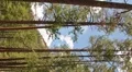 HD Vertical 30p Tall thin pine trees with cloud motion in background Vídeos en HD
