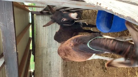 HD vertical video Close-up of happy donkeys looking at the camera. Stock Footage 226334443