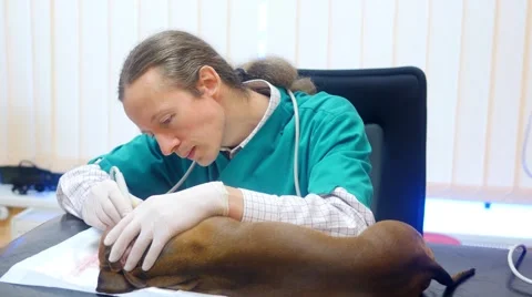 HD - Veterinarian at work Stock Footage 45676994