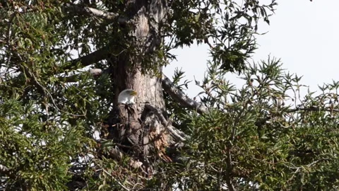 HD video of a Bald Eagle perched on a pine tree branch Stock Footage 148362498