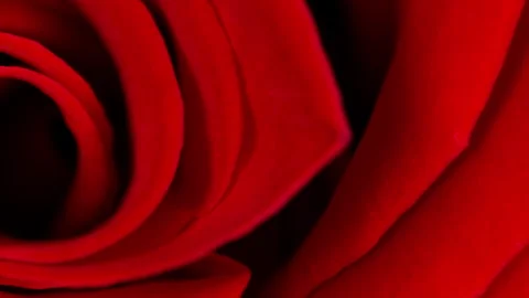 HD video of camera moving on top of the bright red or crimson rose. Vibrant Stock Footage 273614297