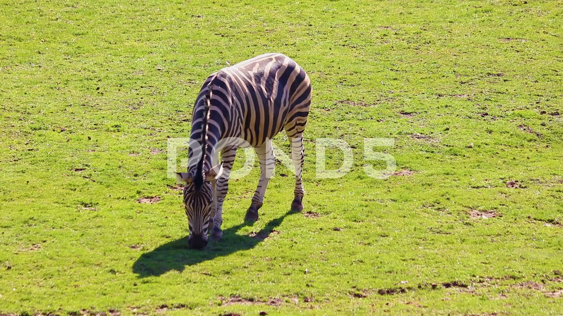 HD video of Chapman's zebra - Equus quag... | Stock Video | Pond5