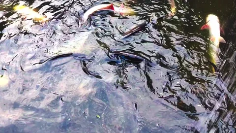 HD video of fish moving in small tank grown for eating purposes. Stock Footage 170633983