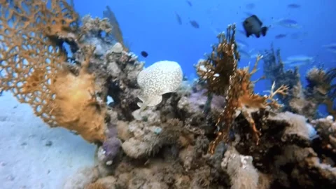 HD video footage of a Marbled Torpedo Ray (Torpedo marmorata) swimming Stock Footage
