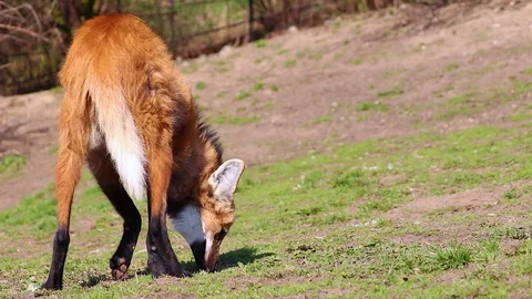 HD video of The maned (red) wolf (Chrysocyon brachyurus), South America. Stock Footage 107425127