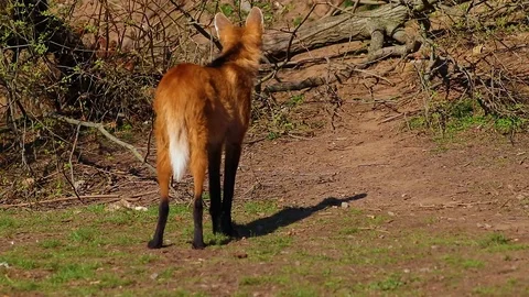 HD video of The maned (red) wolf (Chrysocyon brachyurus), South America Stock Footage 107425228