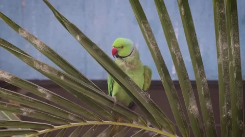 HD video of rose-ringed parakeet. 스톡 동영상 302383205