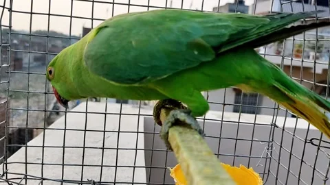 HD video of scared parrot moving inside the cage. Stock Footage 152063115