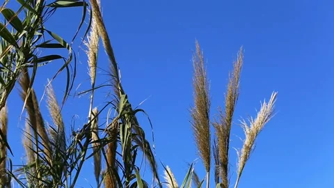 HD video of White Pampas Grass against a blue sky at the beach in Northern Cypru Stock Footage 152550796