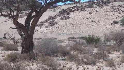 HD video of wildebeest gnu antelopes in Namib Desert in Namibia, Africa Stock Footage 92805461