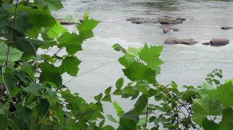Hd view through foliage of river Video stock 11060127