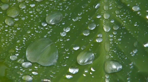 HD Waterdrops flowing down green leaf, Macro, closeup Stock Footage 595552
