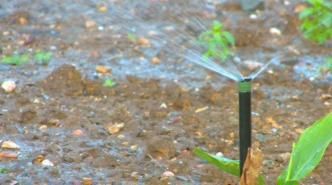 HD watering  Stock Footage 479821