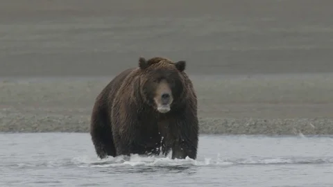 HD Wet Grizzly Bear Searching For Fish Stock Footage