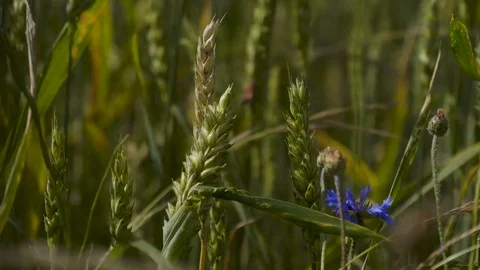 HD Wheat ax 2 Stock Footage 77560860