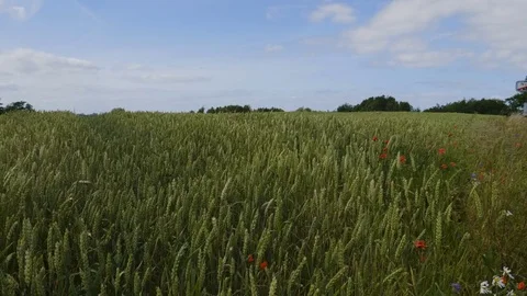 HD Wheat field 2 Stock Footage 77560783