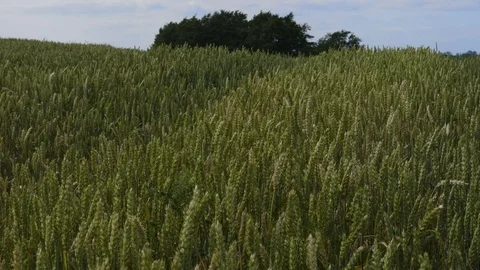 HD Wheat field 3 Stock Footage 77560942