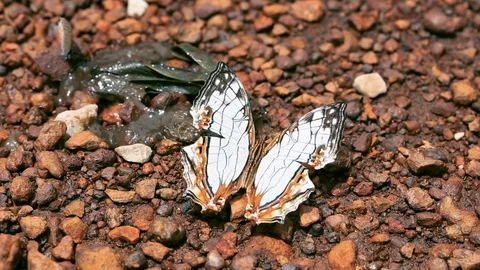 HD white butterfly2 Stock Footage 90393989