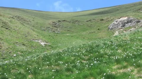 HD: White Daffodil Meadow Stock Footage 11096441