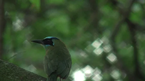 HD Whooping Motmot 3 Stock Footage 73750233