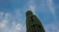 HD wide Looking up a Saguaro at the blue sky with misty clouds time lapse HD Footage