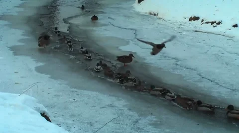 HD - Wild ducks on the river in winter Stock Footage 10593821